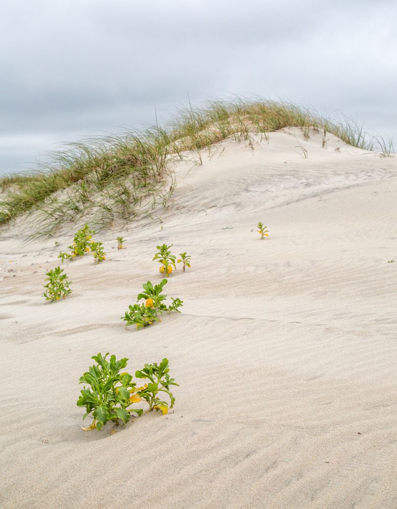 Sand dunes in a beach at Portsmouth Island