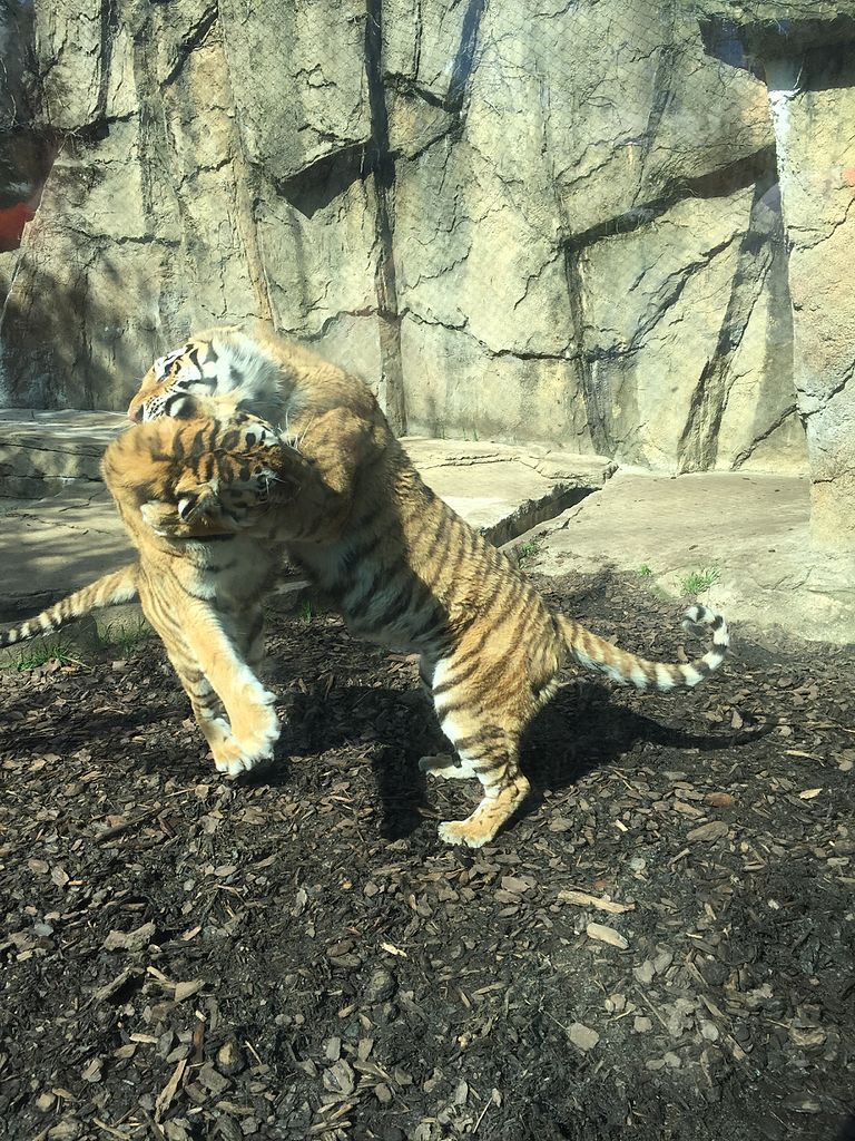 Tigers playing with each other at Potawatomi Zoo