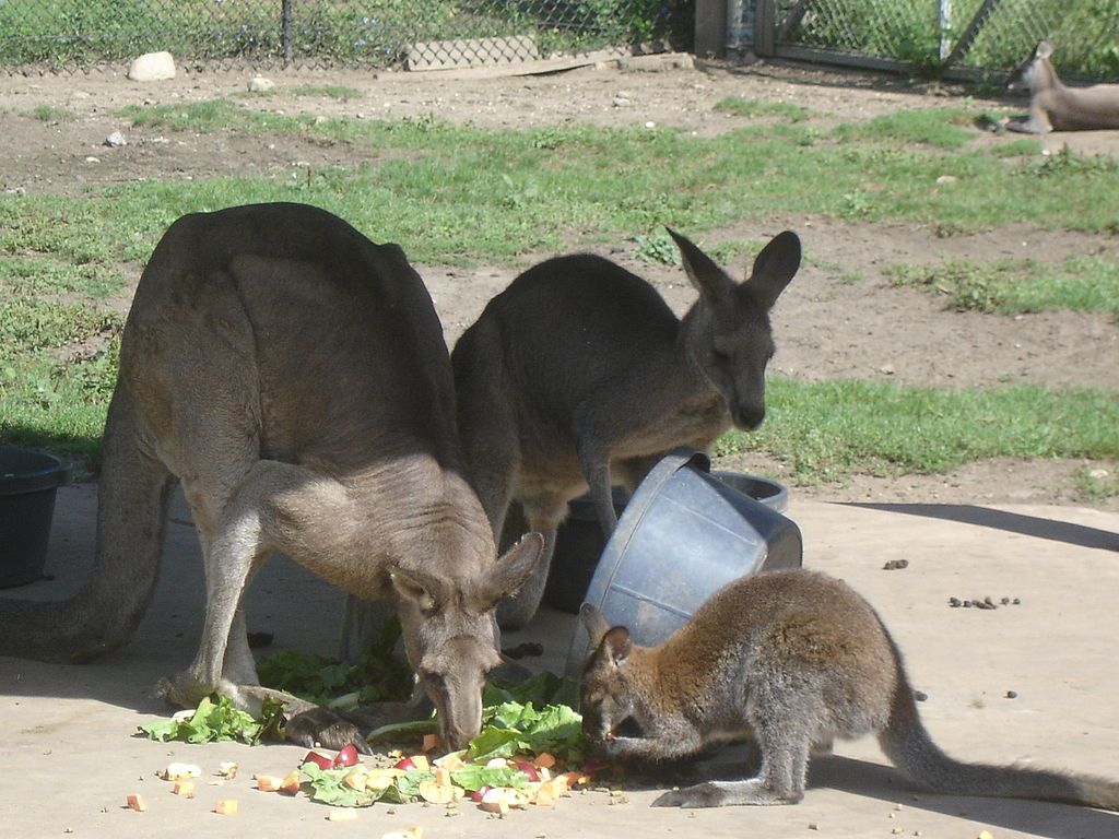 Kangaroos eating lettuce and fruits at Potawatomi Zoo