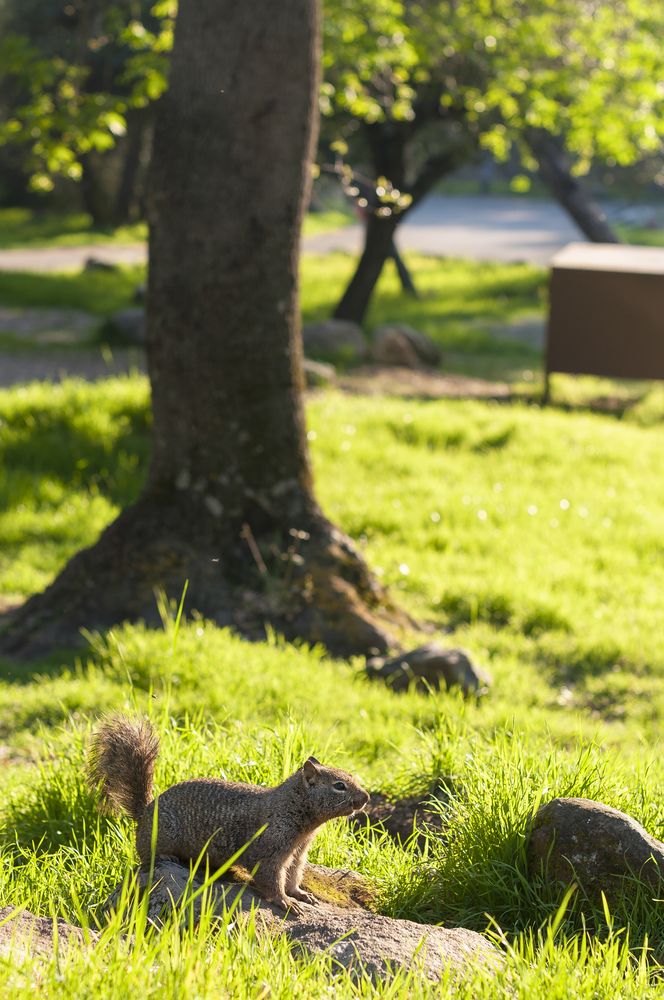 Squirrel at Potwisha