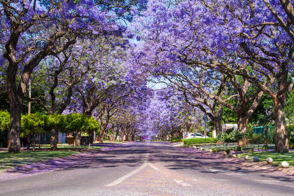 Violet flowering tree lined up on the Streets at Pretoria