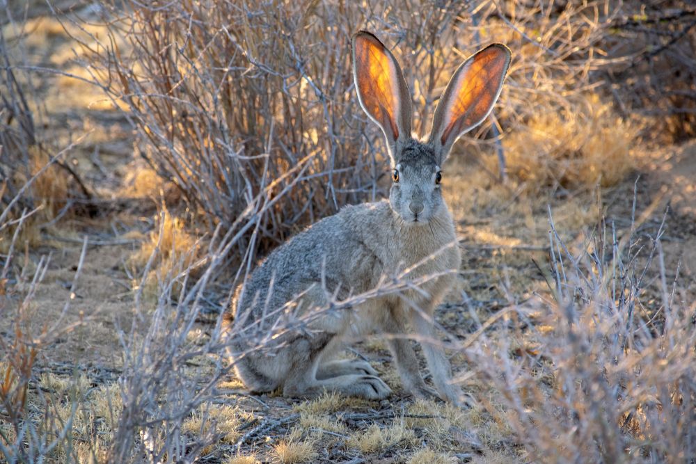 A rabbit at Prime Desert Woodland Preserve