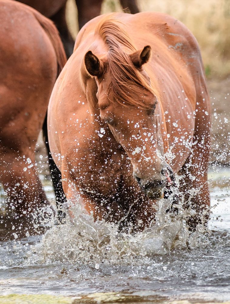 Horses drinking water at Pryor Mountains