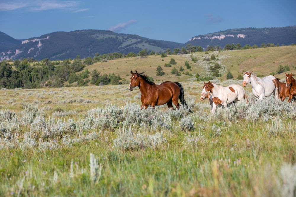 Horses galloping in Pryor Mountains