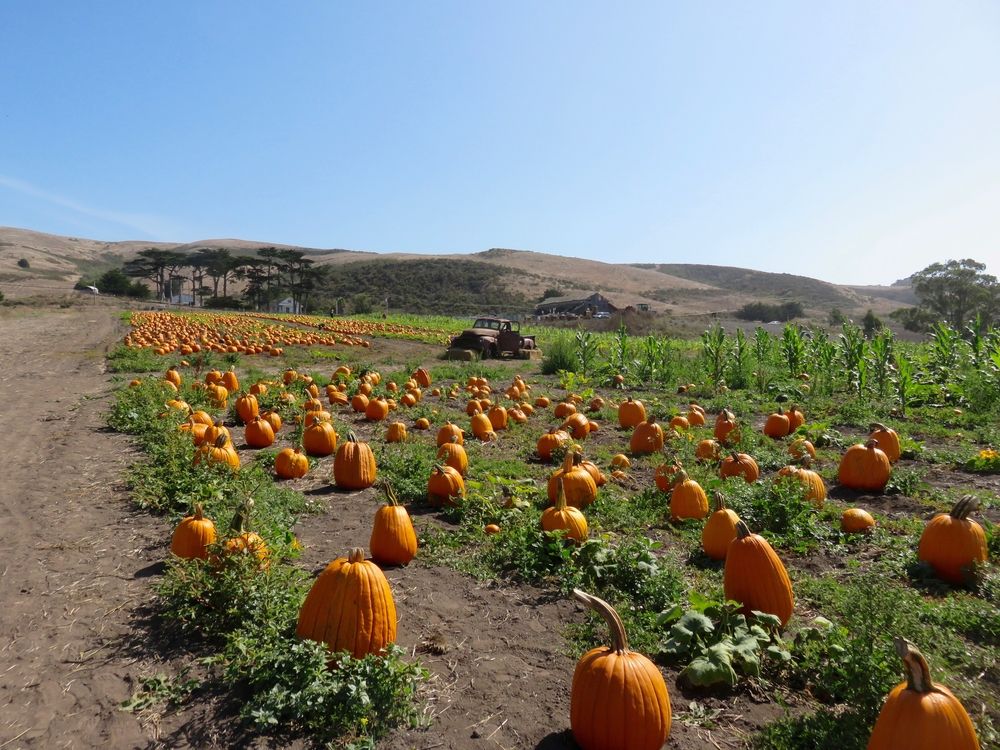 Pumpkin Patch in Half Moon Bay