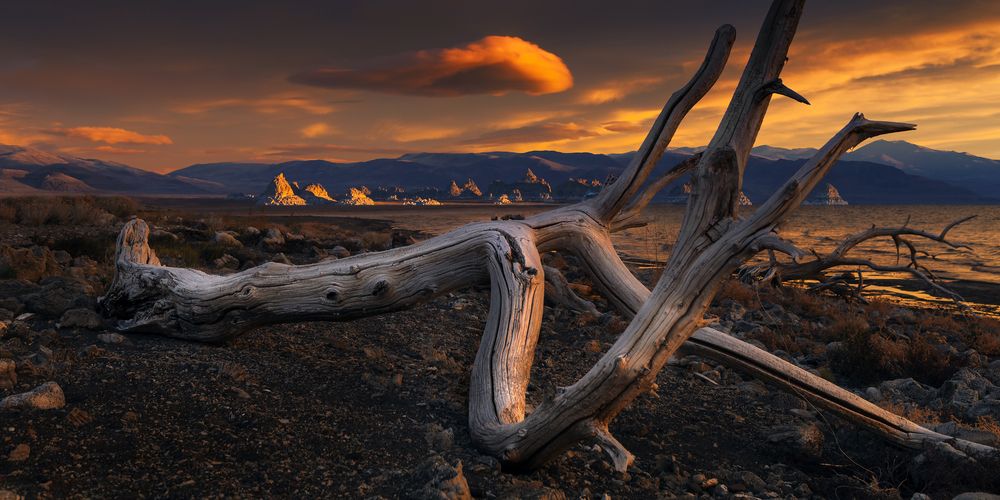 Drift wood on the shores of Pyramid Lake