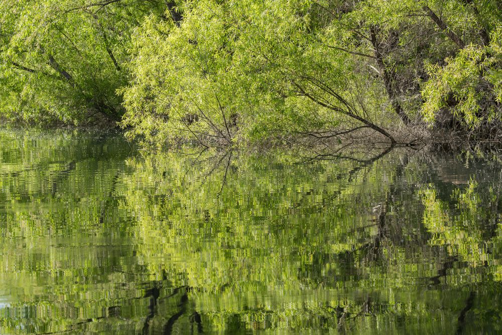 Reflection of the trees in a lake at Quail Creek State Park