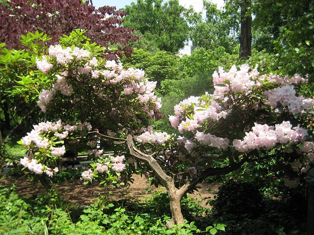 Beautiful flowers at Queens Botanical Garden