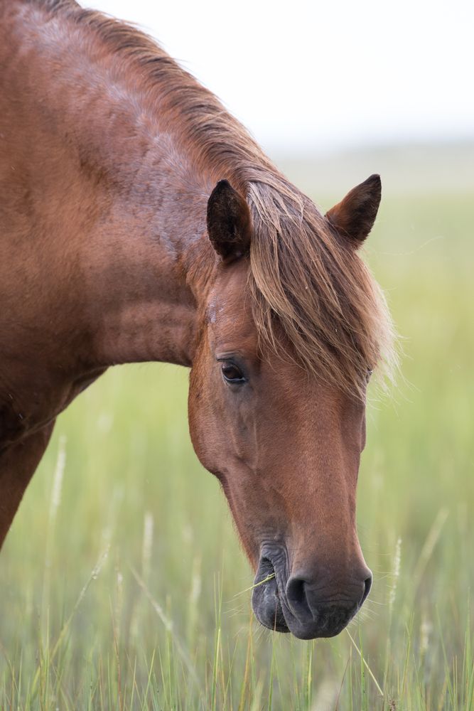Wild horse in Rachel Carson Reserve