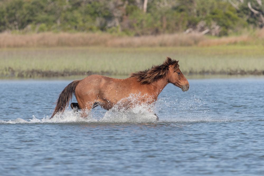 Wild horse on Rachel Carson Reserve