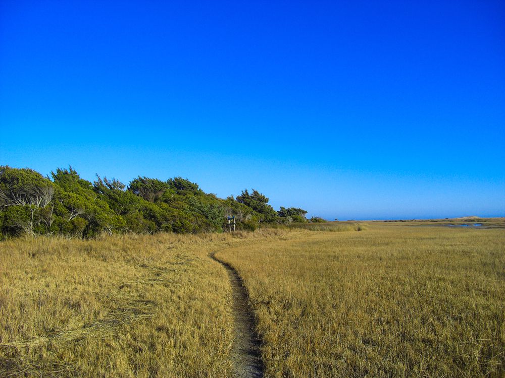 Trail at Rachel Carson Reserve