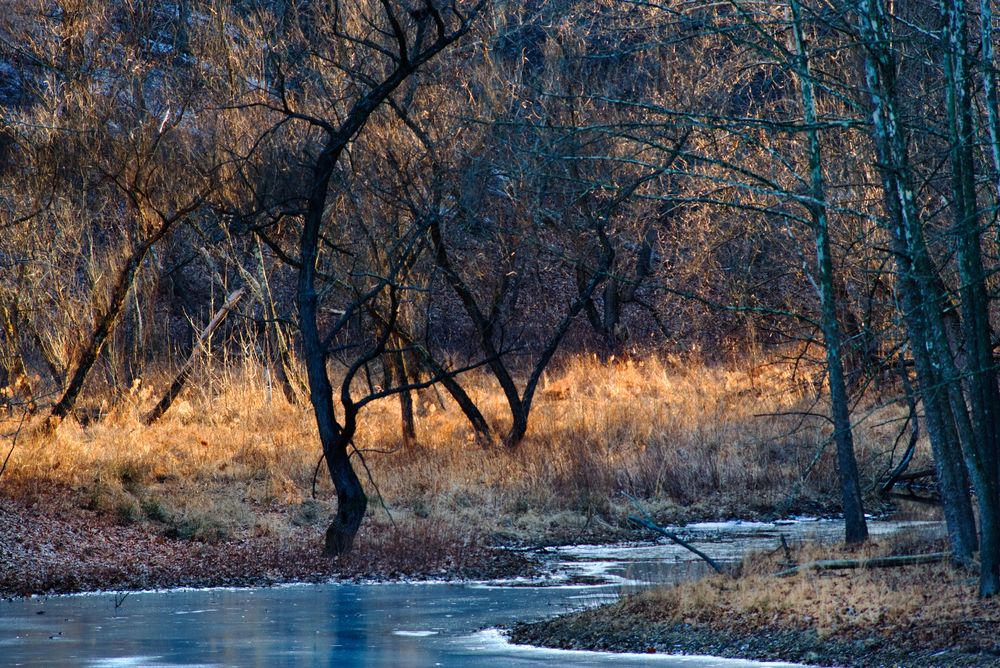 Marsh land at Ragged Mountain Natural Area