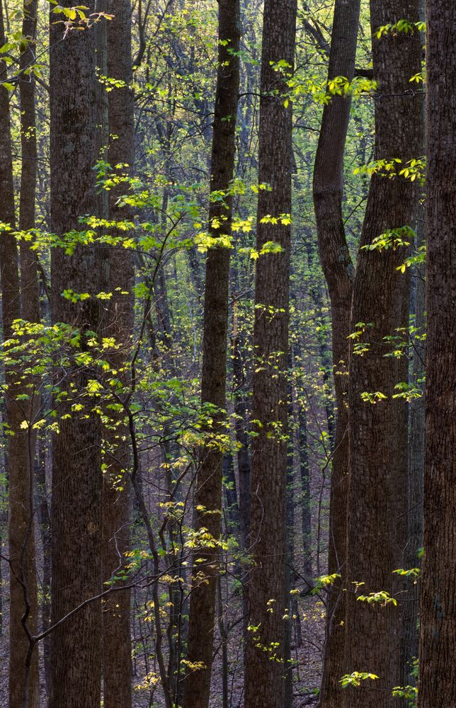 Tall trees at Ragged Mountain Natural Area