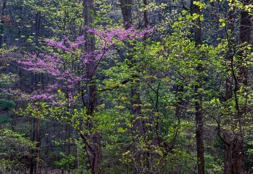 View of Ragged Mountain Natural Area