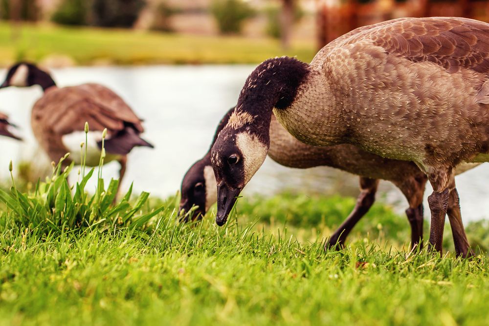 Canadian Geese at Rancho San Rafael Park