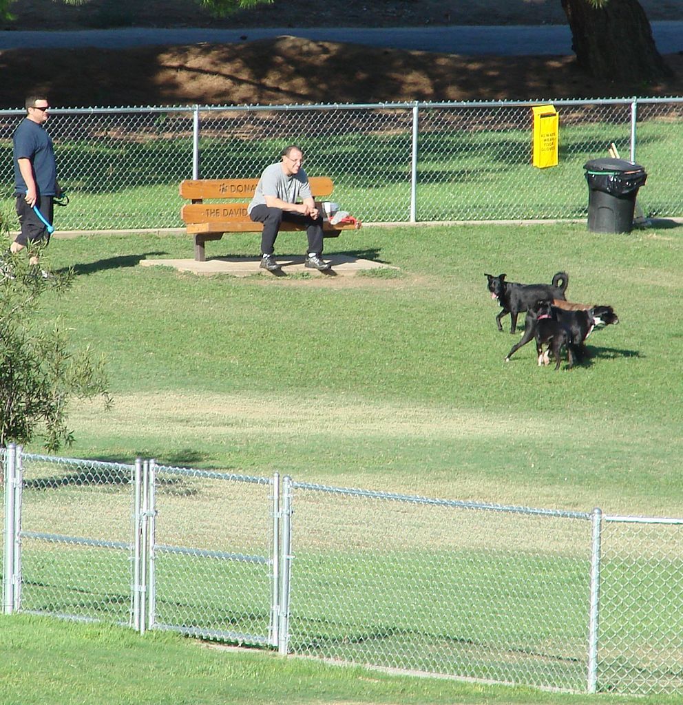 Dogs playing at Redlands Dog Park