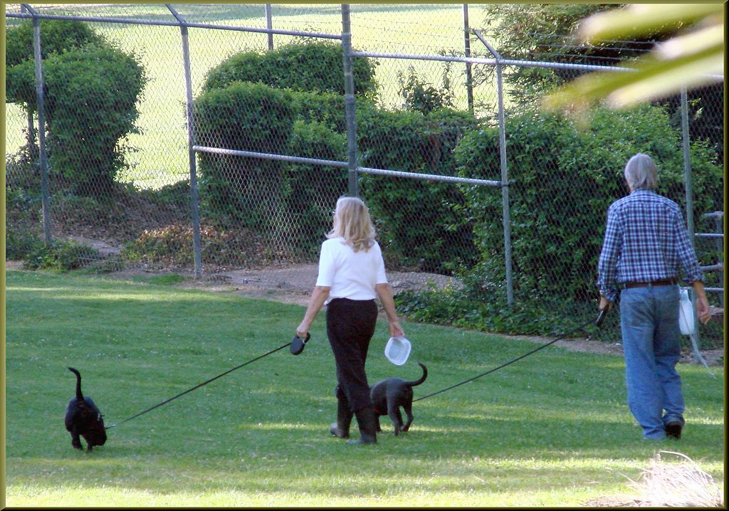 People walking dogs at Redlands Dog Park