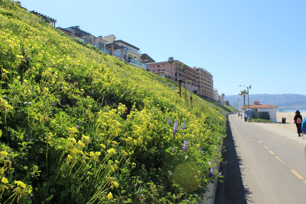 Redondo Beach Bike Path with plants on the side