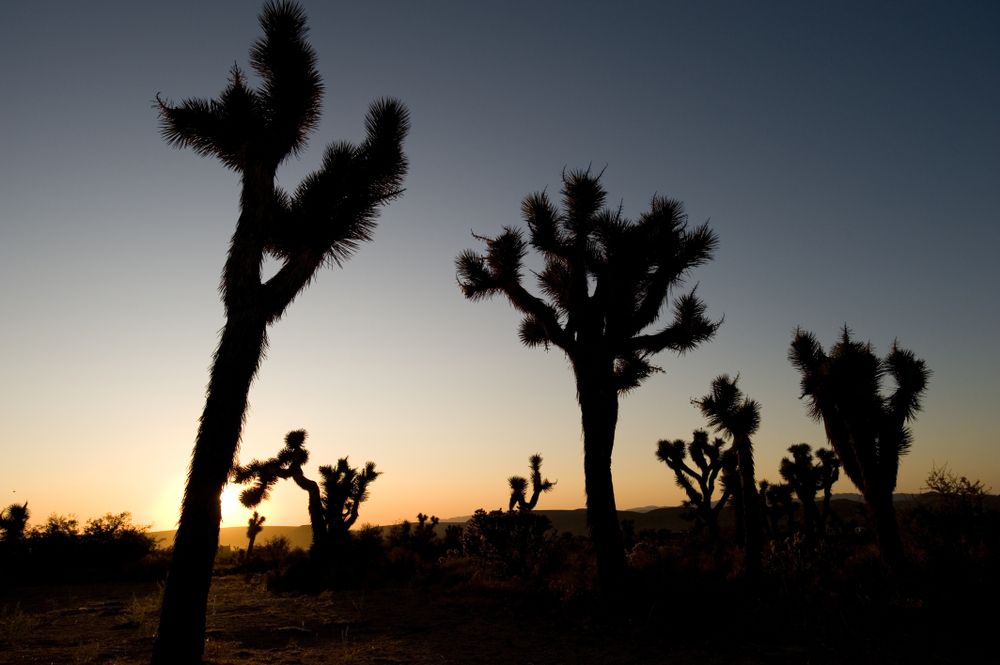 Joshua trees during sunrise at Rimrock Ranch