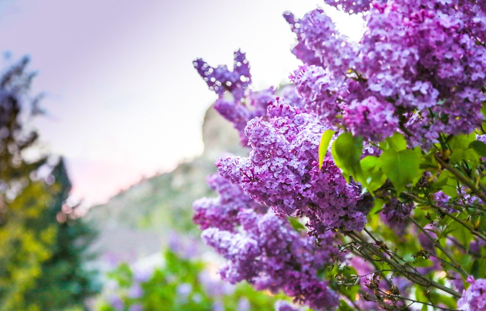 Beautiful lavender coloured flowers at Rimrocks