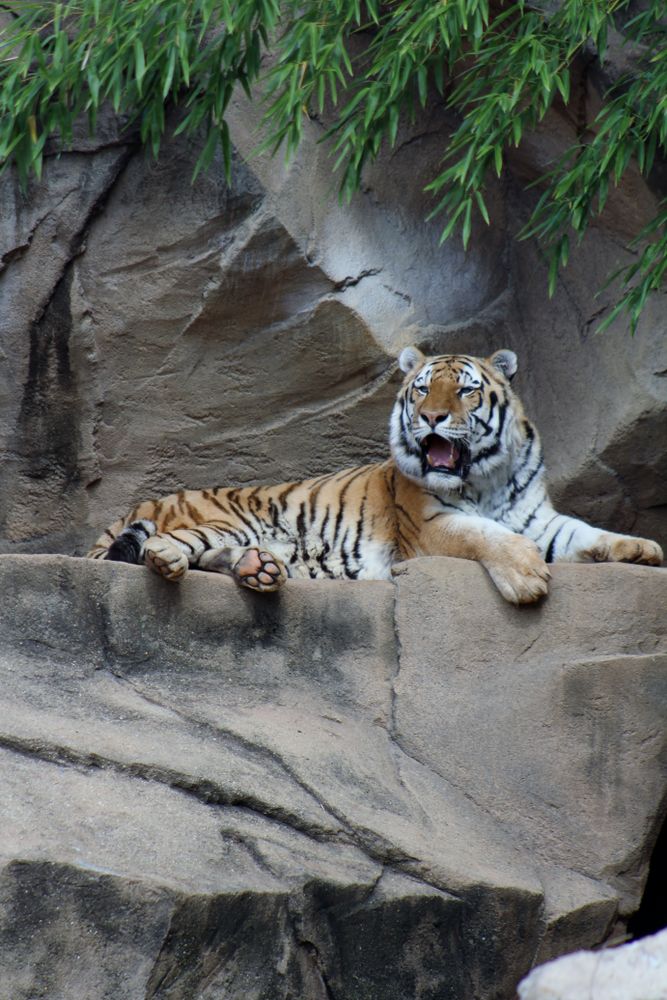 Tiger at Riverbanks Zoos and Garden 
