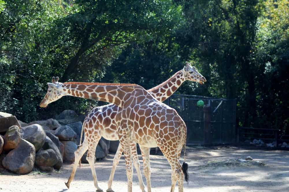 Giraffes at Riverbanks Zoos and Garden