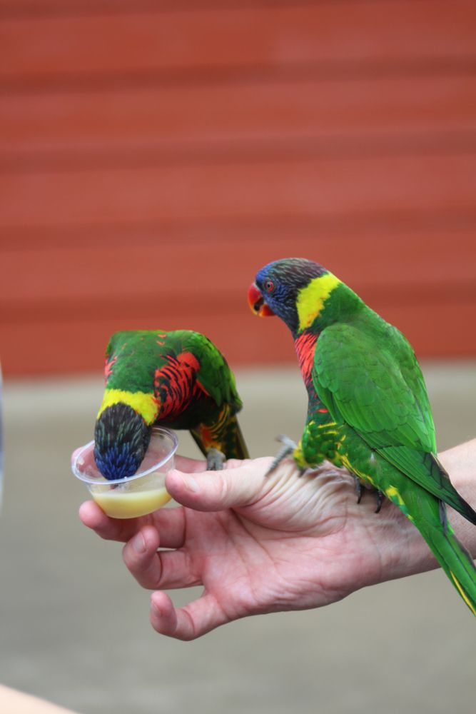Visitor feeding the parrots at Riverbanks Zoos and Garden