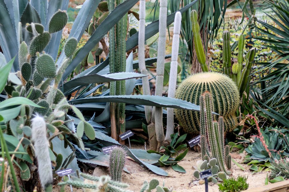 Cactus at Rockefeller Park Greenhouse
