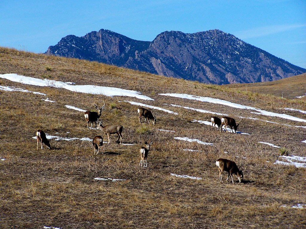 Mountain elks at Rocky Flats National Wildlife Refuge