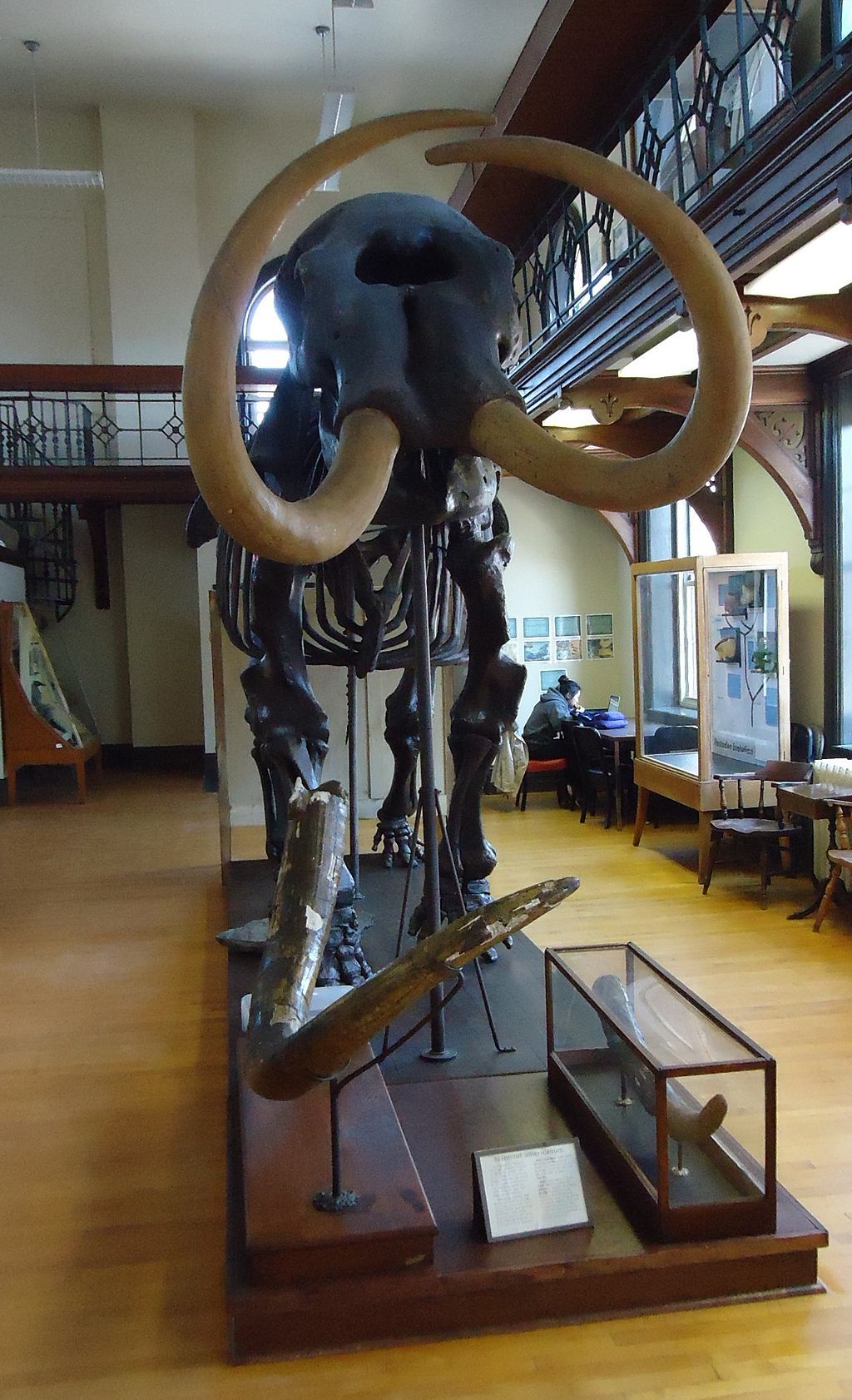 Interior View of Rutgers Geology Museum