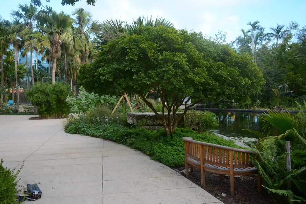 A wooden bench overlooking Miami Beach Botanical Garden's pond