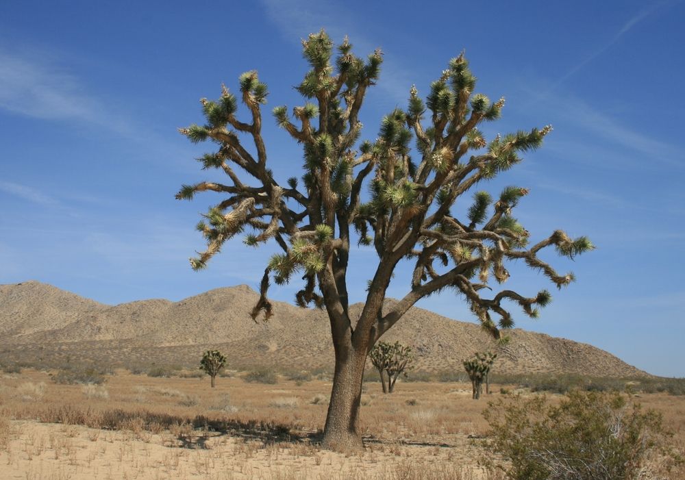 Scenic view of Saddle Butte State Park