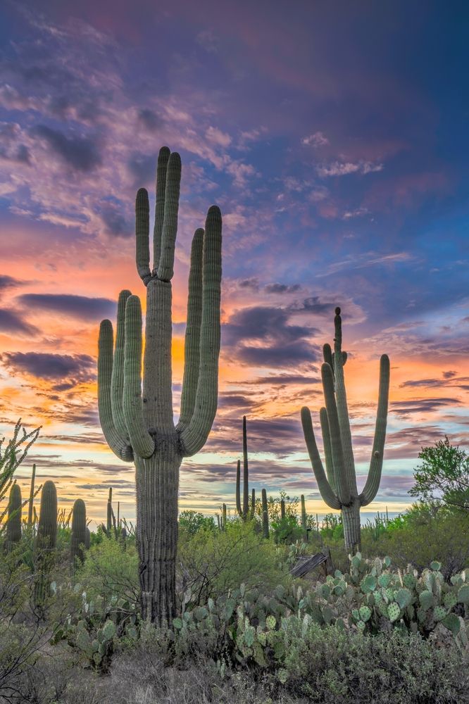 Cactus at Saguaro National Park West