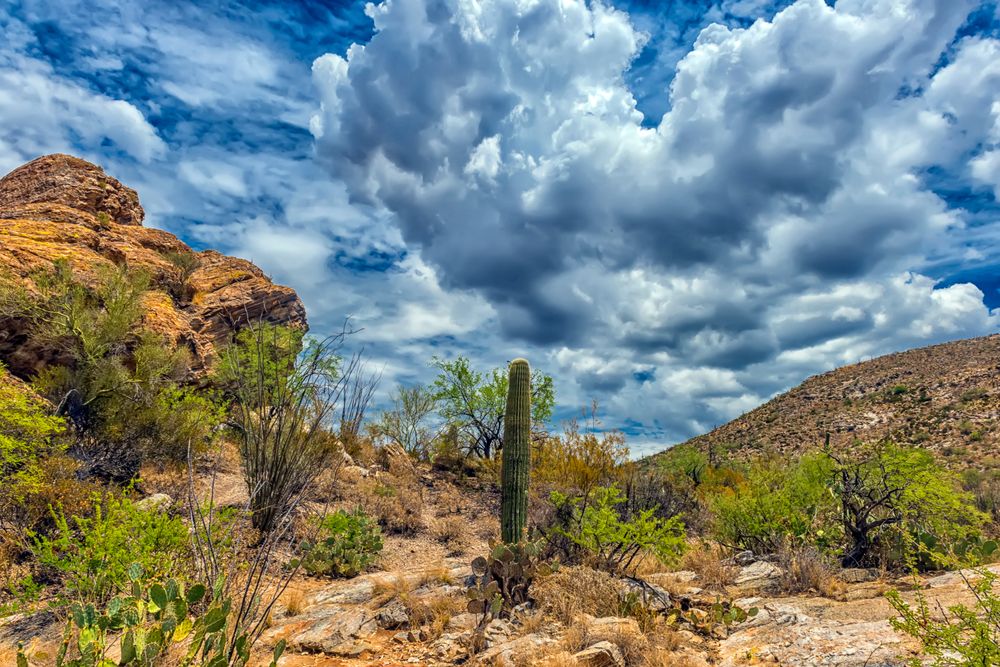 Landscape of Saguaro National Park West