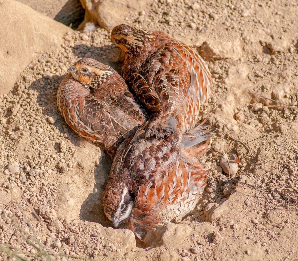 Birds incubating their eggs at Salato Wildlife Centre