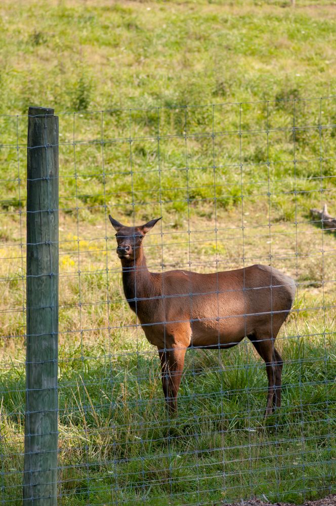 Deer at Salato Wildlife Centre