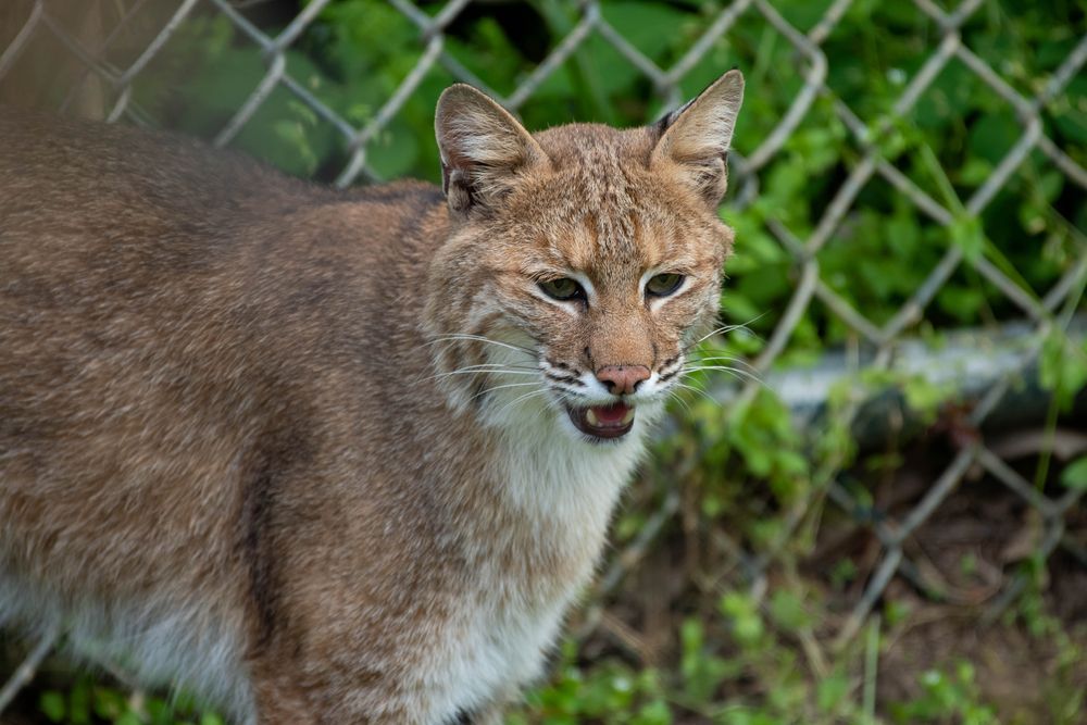 Bobcat at Salato wildlife centre