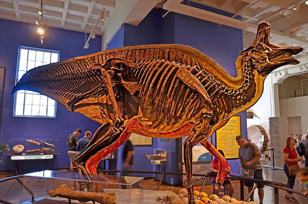 Display of the skeleton of a dinosaur at San Diego Natural History Museum
