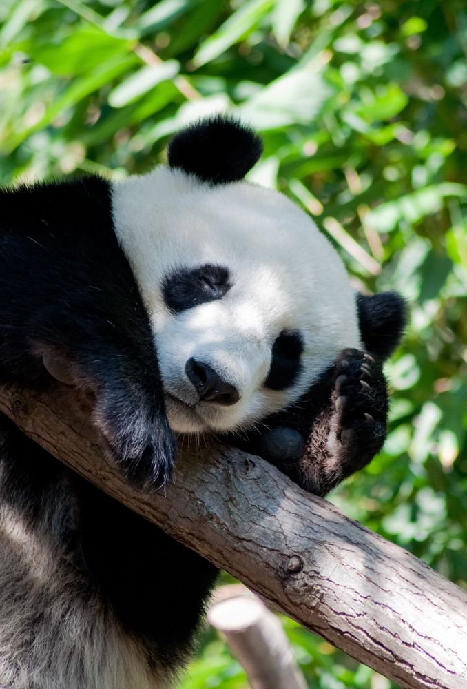 A Panda sleeping on the bark of a tree at San Diego Zoo