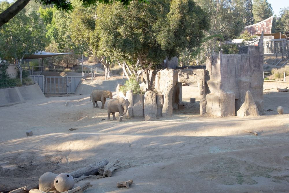 Elephants at San Diego Zoo Safari Park