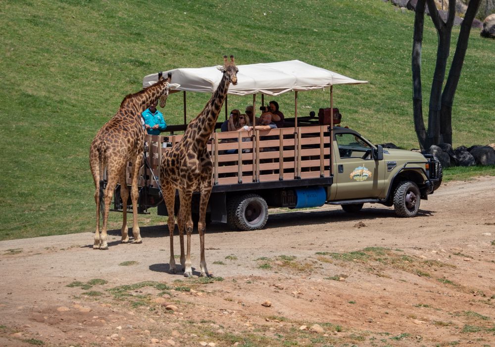 Giraffes greeting the visitors in the safari bus