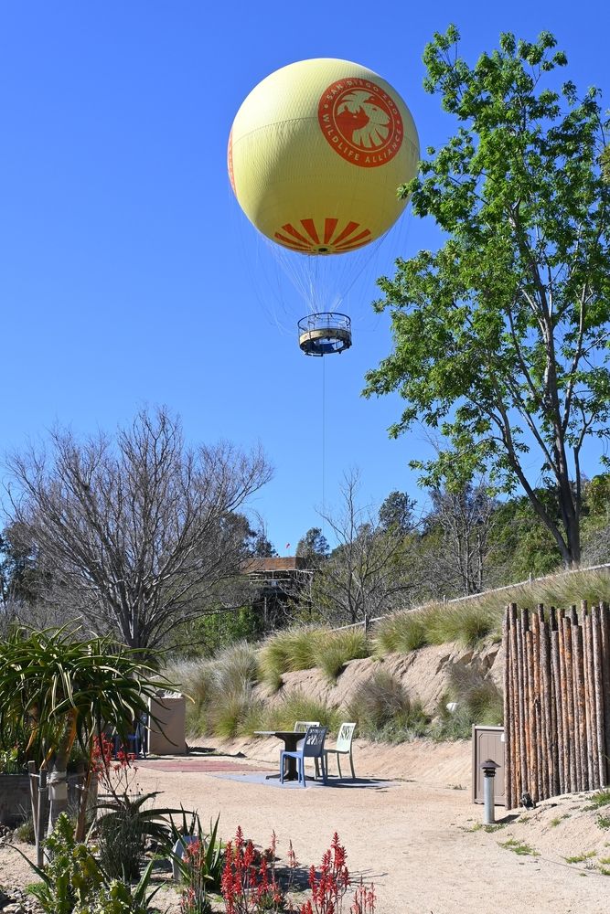 Balloon safari at San Diego Zoo Safari Park