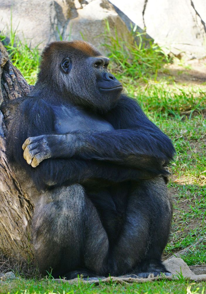 Gorilla at San Diego Zoo Safari Park