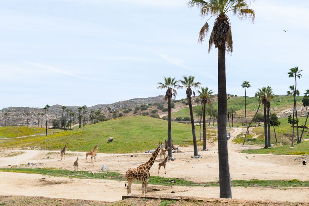 Giraffes at San Diego Zoo