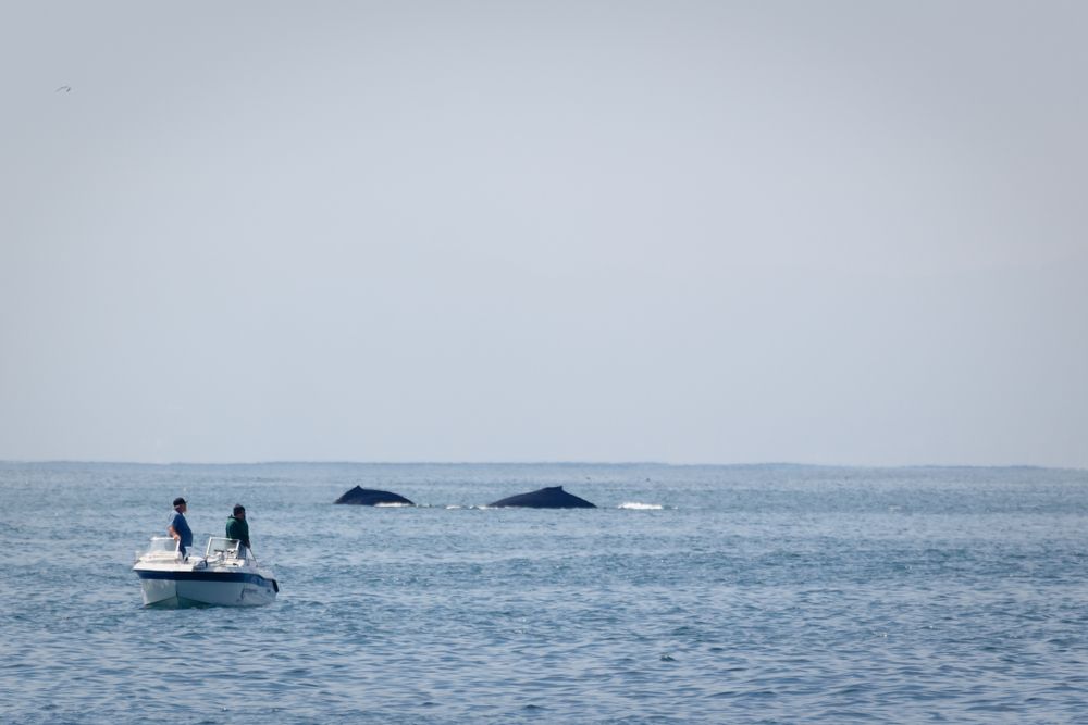 Two men watching the whales at San Francisco
