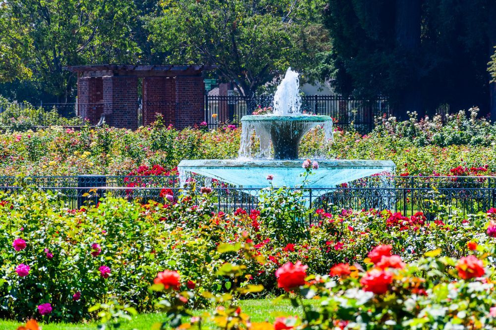 Stunning view of San Jose Municipal Rose Garden