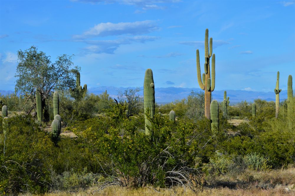 Cacti at San Tan Mountain Regional Park