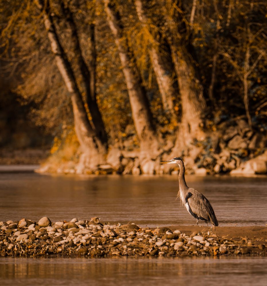 A bird resting on the Sandy River Delta