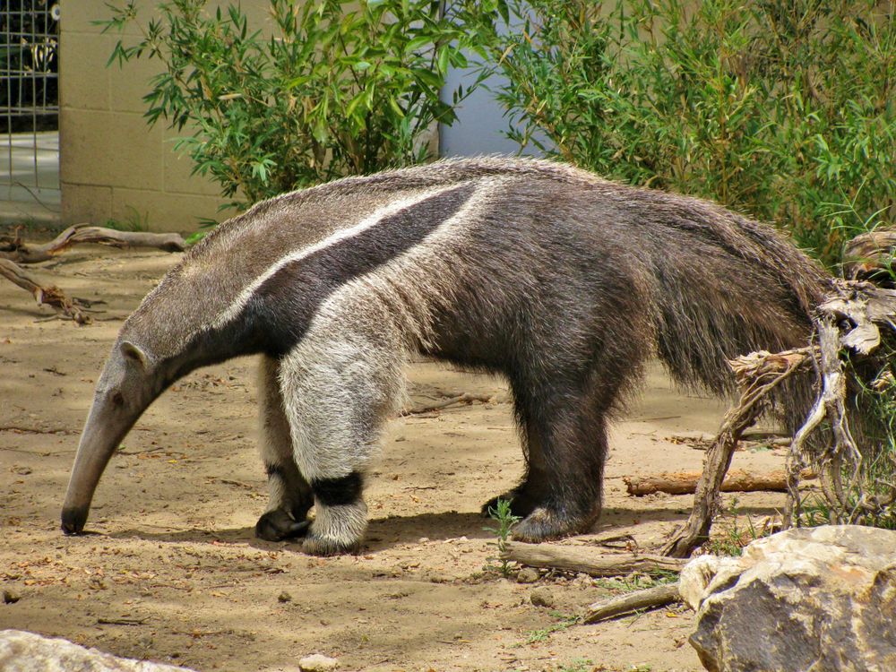 Anteater at Santa Ana Zoo