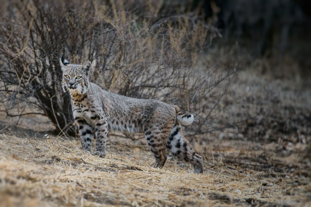 Wildcat at Santa Monica Mountains